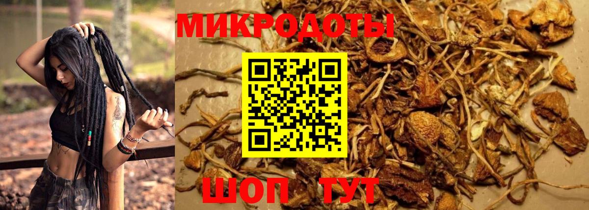 Отрадный  Псилоцибиновые грибы Psilocybe  Псилоцибиновые грибы прущие грибы  Вход с VPN 